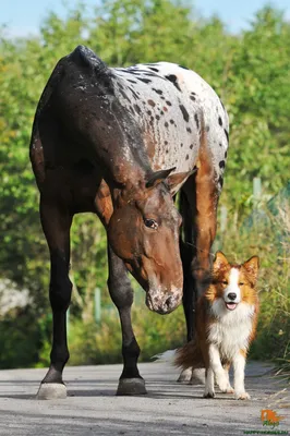 Новую породу лошадей выводят в хозяйстве под Угличем