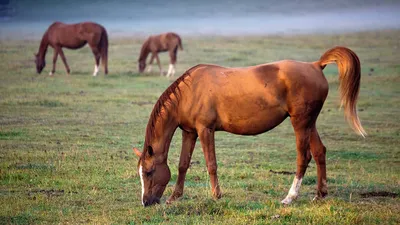 Вятские лошади - Природный парк Олений