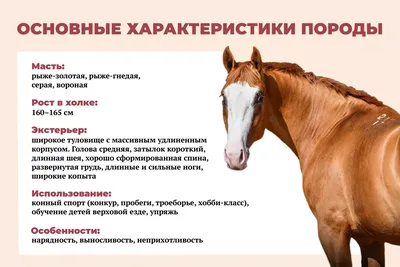 лошадь / Поиск по тегам / magSpace.ru