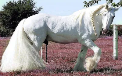 Редкая норвежская лошадь фьорд Редакционное Фото - изображение  насчитывающей ферма, лошади: 167848076