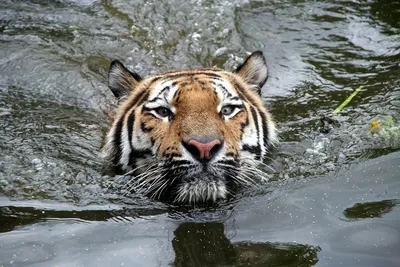 Скачать обои тигр, река, водопад, жищник, tiger разрешение 2560x1600 #100645