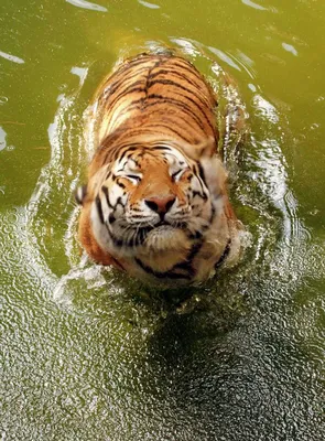 Река тигр (28 фото)