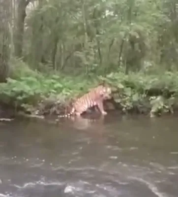 Высыхание реки Тигр.