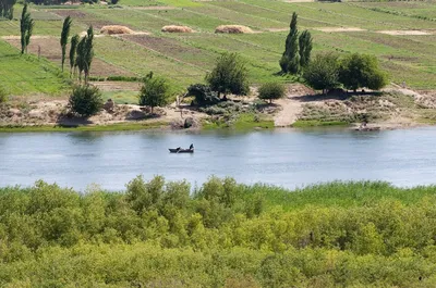 Рыбак встретил тигра, который хотел переплыть реку в Приморье