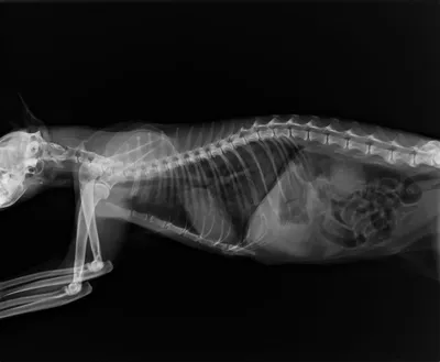 Рентген кота фото 