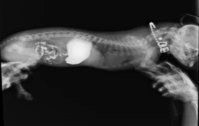 Рентген кошки – лапы, хвоста, зубов, челюсти, цена | Сделать рентген кошки