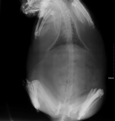 Рентгенологическое исследование животных | Рентген собак и кошек