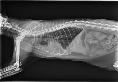 Просто рентген жирной кошки. | Пикабу