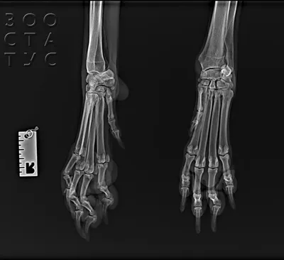 Рентген высокого разрешения помогает в постановке диагноза — гнойный  плеврит | блог Ветеринарной клиники \"Добрый Доктор\" в Воронеже