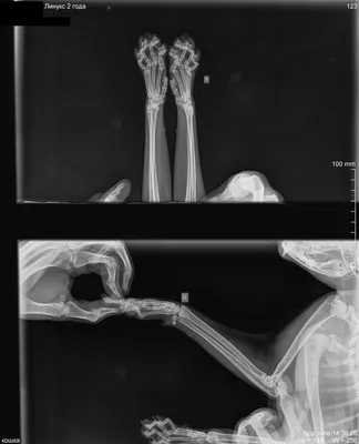 Сколько стоит сделать рентген котенку - Цена рентгена коту с барием