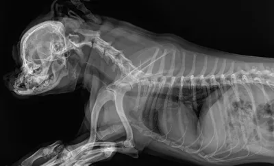 Рентген котейки :3 | Пикабу