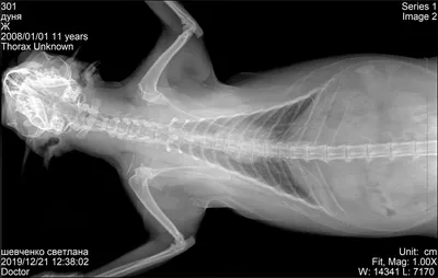 Сделать рентген животным в ветеринарной клинике (собакам / кошкам) | Москва  СВАО✓
