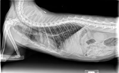 Рентген грудной клетки собаки и кошки в Москве – узнайте цены и запишитесь  на прием в «Джунгли»