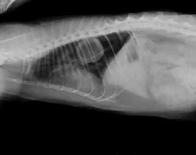 Рентген кота фото фотографии