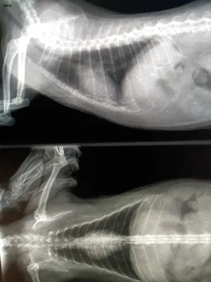 Перелом таза у кошки - лечение, признаки | Сеть ветеринарных клиник «Ветус»