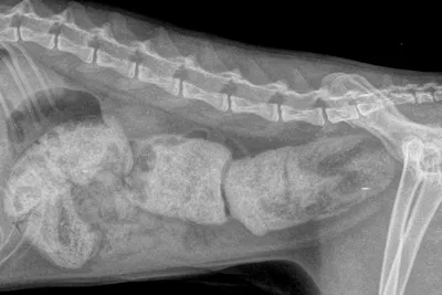 Рентген собаке, рентген кошке, рентген крысе, птице, СПб, в Санкт-Петербурге