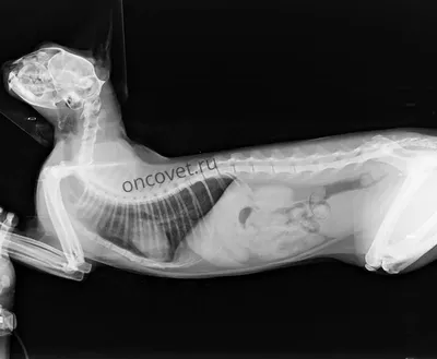 Рентген котенка | Пикабу