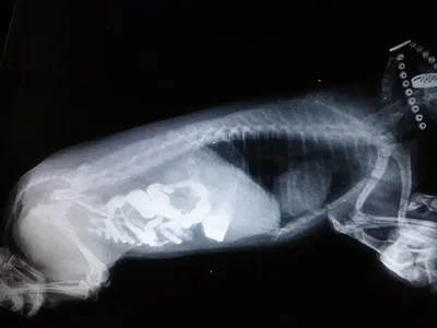 Рентген кота в представлении со стороны с изогнутой назад Стоковое Фото -  изображение насчитывающей рассмотрение, анархиста: 191178722