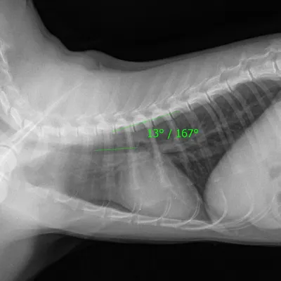 рентгенологическое исследование собак, кошек, рентген в ветеринарии,  литература по рентгенодиагностике, книги по рентгенодиагностике, рентген  для собак, кошек