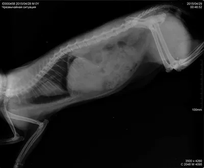 Рентген кошке, цена - Ветеринарные клиники СитиВет, СПб