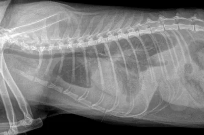 Рентген высокого разрешения помогает в постановке диагноза — камни в  мочевом пузыре | блог Ветеринарной клиники \"Добрый Доктор\" в Воронеже