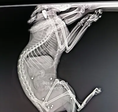 Рентген кота с рыбой в животе» — создано в Шедевруме
