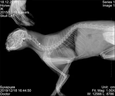 Рентген для животных в Киеве, цена на рентген собак и кошек