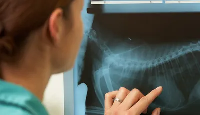 Рентген грудной клетки собаки и кошки по лучшим ценам в Москве - СВК «Свой  Доктор» в Бирюлево