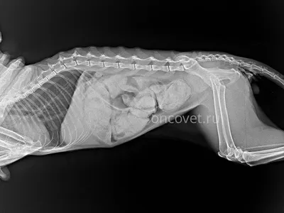 Рентген кота» — создано в Шедевруме