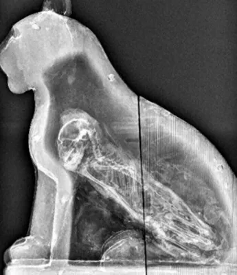 Что внутри у вашей кошки: редкие рентген-снимки, собранные ветврачом из  Калининграда - Новости Калининграда