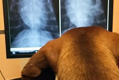 Рентген легких у кошек - доступные цены на рентген | ЗооПорт