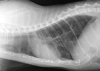 Рентген грудной клетки кошки и кота - по низким ценам в Москве