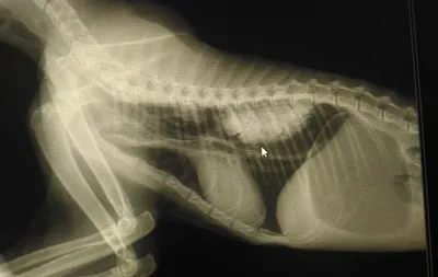 Рентген кота с трещиноватостью бедра Стоковое Изображение - изображение  насчитывающей тягостно, изолировано: 191178843