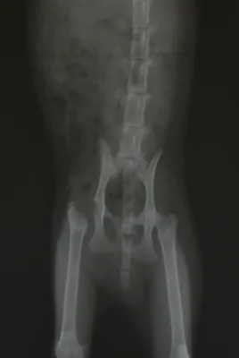 Рентген для животных в Краснодаре ⚡- Цена рентген-снимка для кошки, собаки  от 1000 руб.