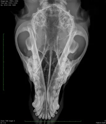 Перелом задней лапы у кошки - симптомы, лечение | Сеть ветеринарных клиник  «Ветус»