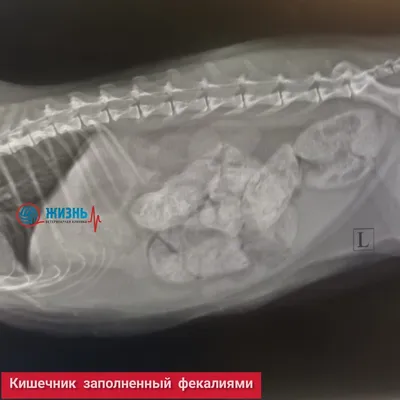 Рентген кота в представлении со стороны Стоковое Фото - изображение  насчитывающей клиника, пленка: 191178772