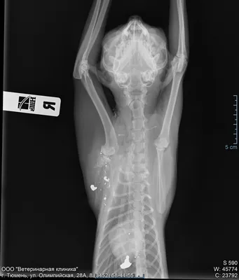 Рентген кошек и собак (радиографическое исследование) | Ветеринарная  клиника доктора Шубина