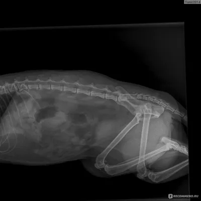 Кислотнозеленый рентген кота полностью…» — создано в Шедевруме