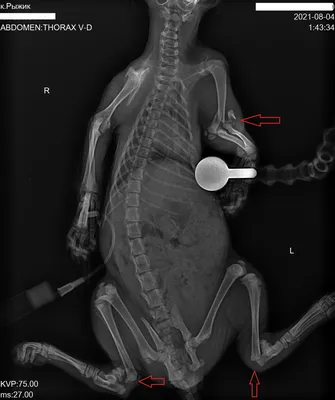 Рентген Кошки — стоковые фотографии и другие картинки Анатомия - Анатомия,  Астматический, Болезнь - iStock