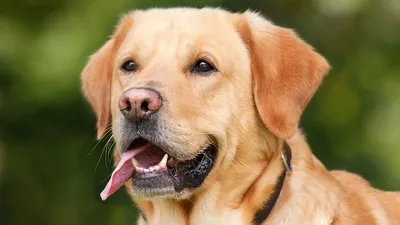 Золотистый ретривер собака: фото, характер, описание породы