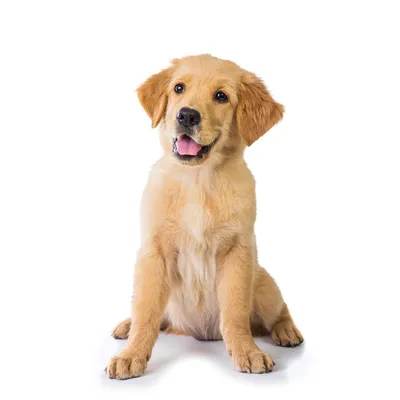 Золотистый ретривер: все о собаке, фото, описание породы, характер, цена