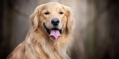 Золотистый ретривер: красавец с проникновенным взглядом или охотничья собака ?