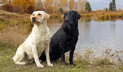 Золотистый ретривер: фото собаки в естественной среде» — создано в Шедевруме