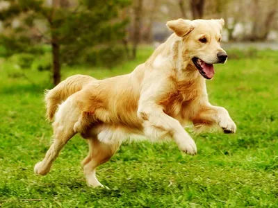 Корм Royal Canin для собак породы золотистый ретривер Golden Retriever 3кг