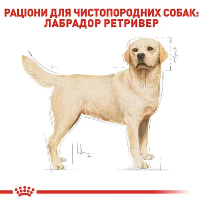картинки : щенок, собака, животное, портрет, Млекопитающее, золотистый  ретривер, Позвоночный, порода собаки, Ретривер, Собака, как млекопитающее,  Карниворан, Английский кокер-спаниель, Товарищеский стол 3629x2411 - -  638582 - красивые картинки - PxHere