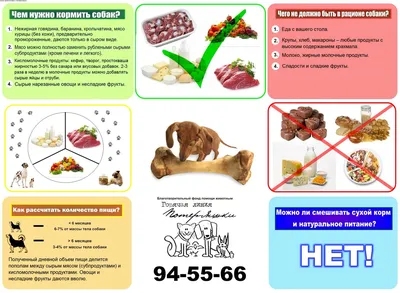 Нормы еды для собаки, как определить потребность в пище | Блог ветклиники  \"Беланта\"