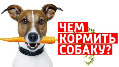 Видотипичное питание собак
