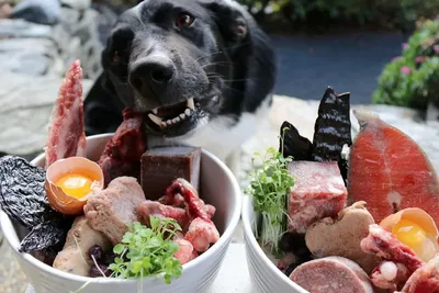 Питание собаки. Сухой корм или натуральное питание. | Блог зоомагазина  Zootovary.com