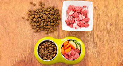 Натуральное питание для собак и кошек - Купить с доставкой в Москве и МО |  How to Pet