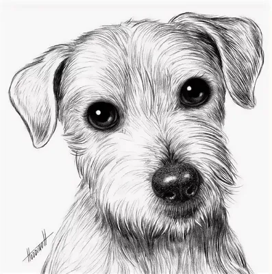 Рисунок собачки карандашом - 51 фото